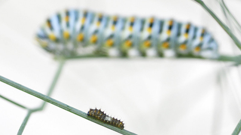 Bruchi di macaone Papilio machaon
