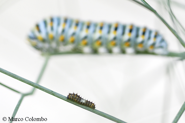 Scopri di più sull'articolo Bruchi di macaone