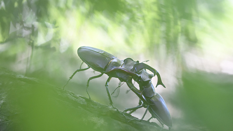 Cervo volante Lucanus cervus