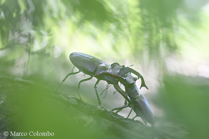 Scopri di più sull'articolo Cervi volanti