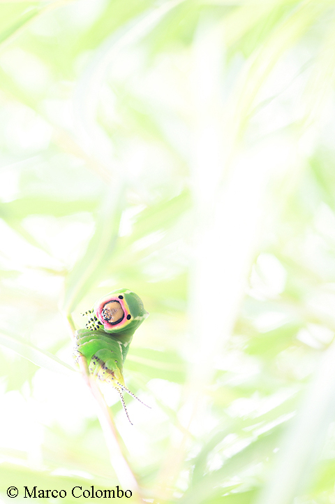 Read more about the article Puss moth caterpillar