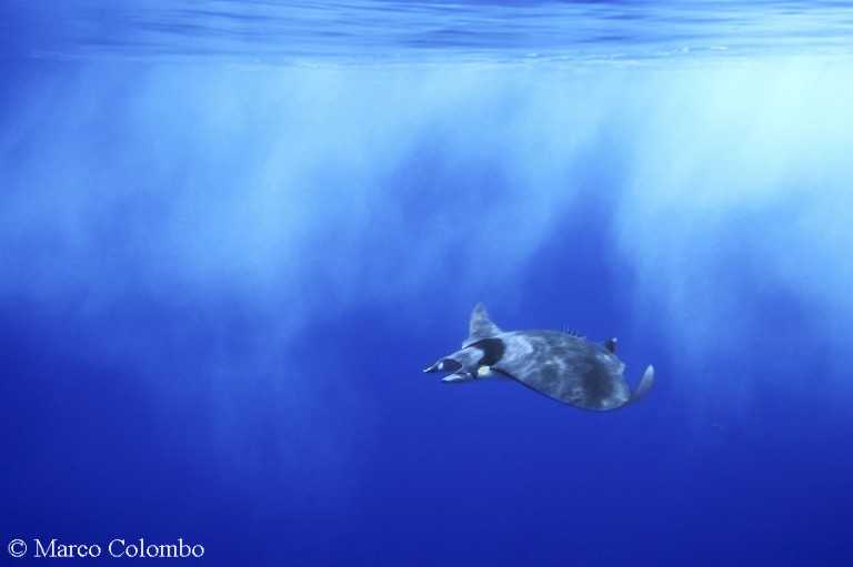 Scopri di più sull'articolo Mobula