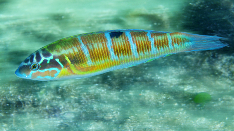 Thalassoma pavo donzella pavonina