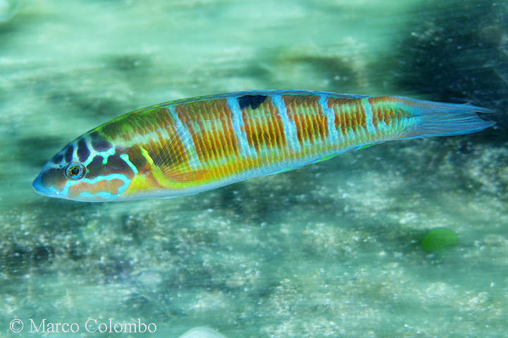 Scopri di più sull'articolo Donzella pavonina