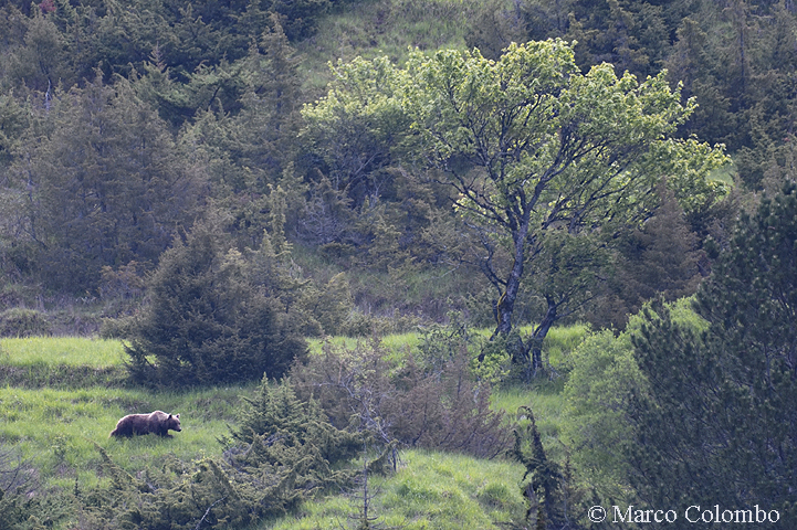 Read more about the article Marsican brown bear