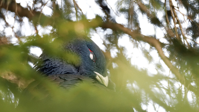 Gallo cedrone Tetrao urogallus