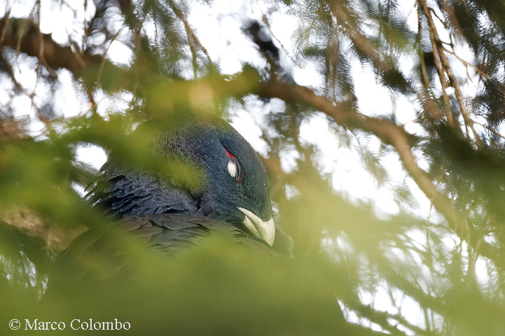 Scopri di più sull'articolo Gallo cedrone