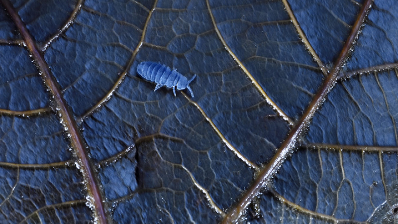 Tetrodontophora bielanensis