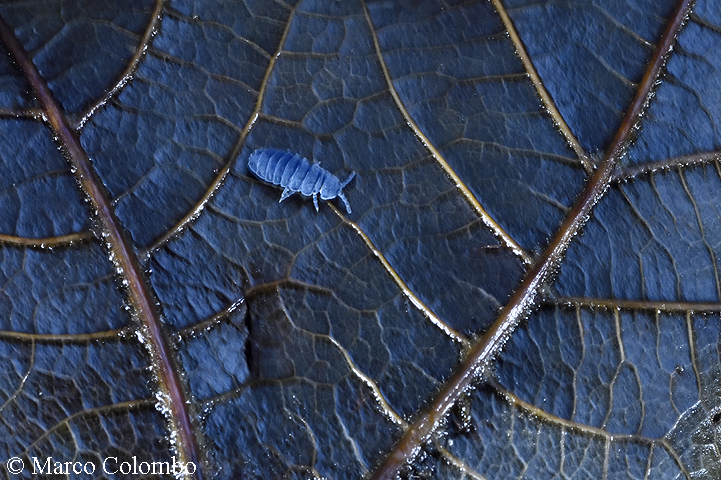 Read more about the article Giant springtail