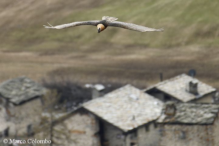 You are currently viewing Bearded vulture