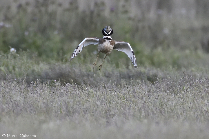 You are currently viewing Little bustard