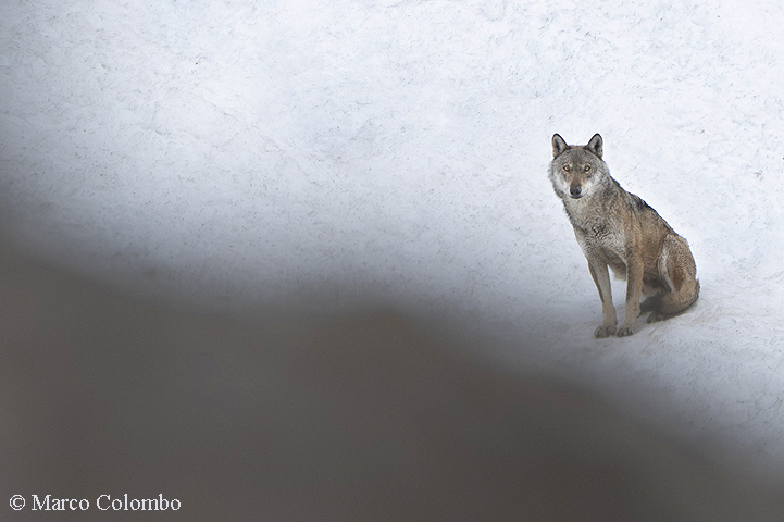 Read more about the article Italian wolf