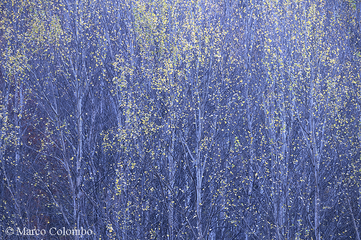 Scopri di più sull'articolo Pioggia d’oro