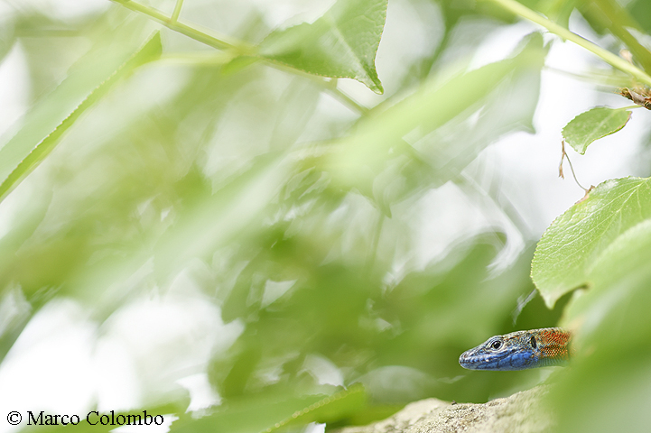 Scopri di più sull'articolo Algiroide magnifico