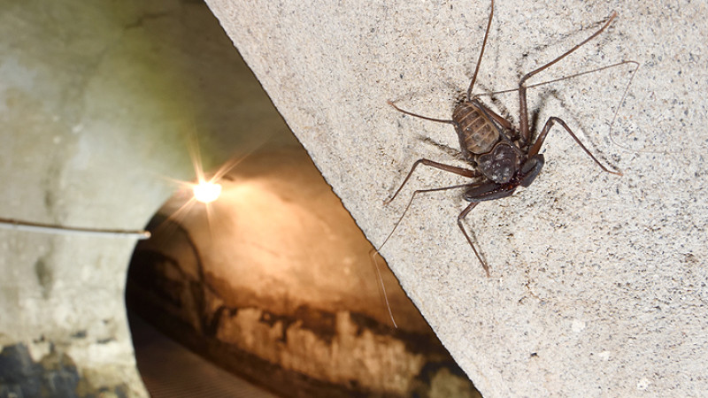 Amblipigio Trieste Charinus ioanniticus