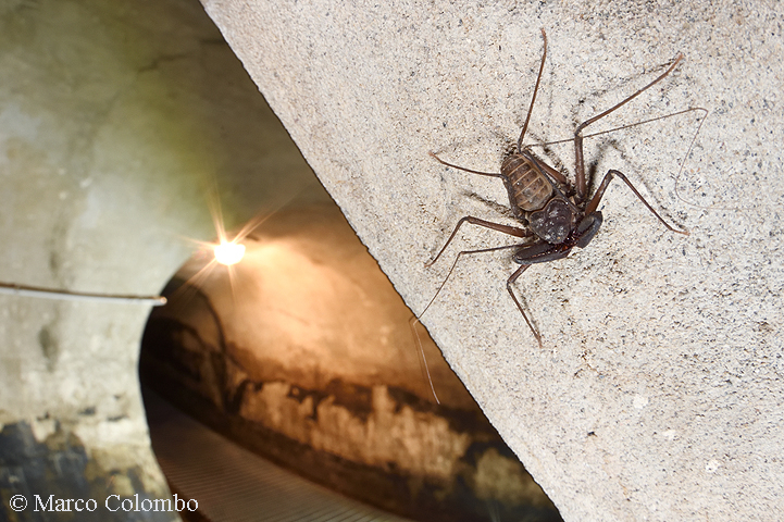 Al momento stai visualizzando Amblipigio