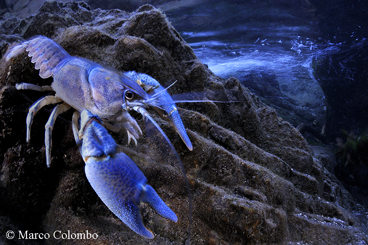 Read more about the article White clawed crayfish
