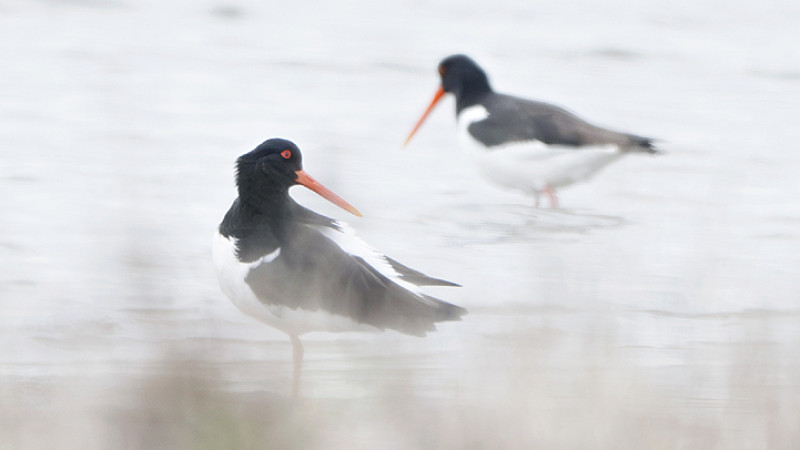 Beccaccia di mare Haematopus ostralegus