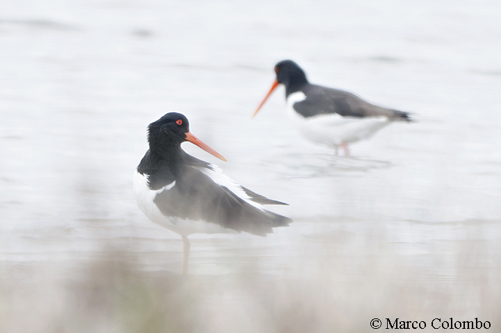 Scopri di più sull'articolo Beccacce di mare