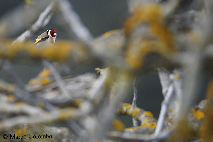 Read more about the article European goldfinch