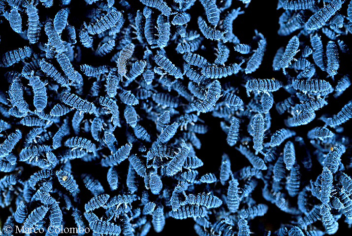 Scopri di più sull'articolo Collemboli