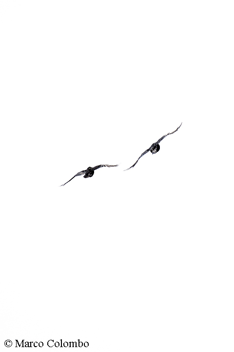 Scopri di più sull'articolo Corvi imperiali