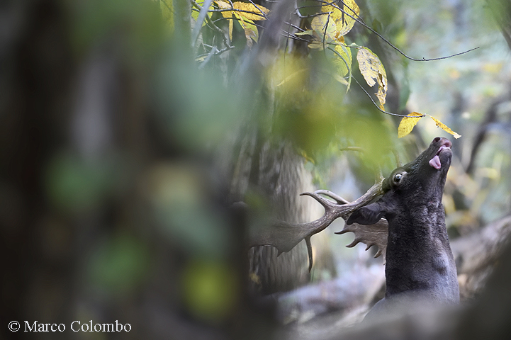 Al momento stai visualizzando Daino