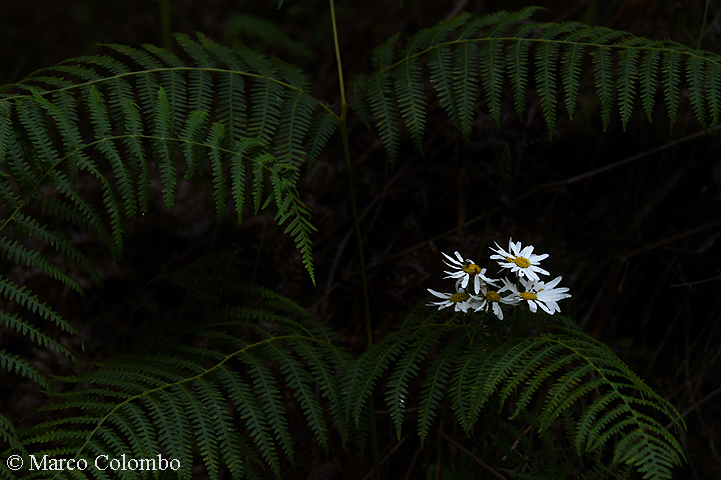 Read more about the article Beauty in the shadow