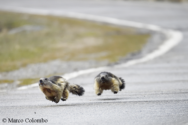 Scopri di più sull'articolo Marmotte