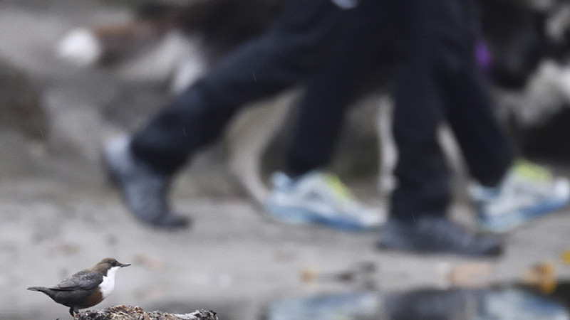 white-throated dipper