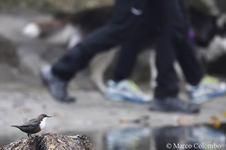 Scopri di più sull'articolo Merlo acquaiolo