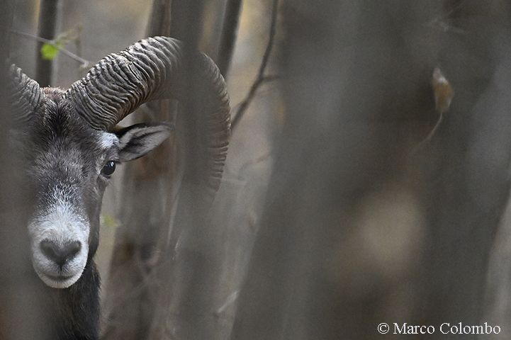 Scopri di più sull'articolo Muflone