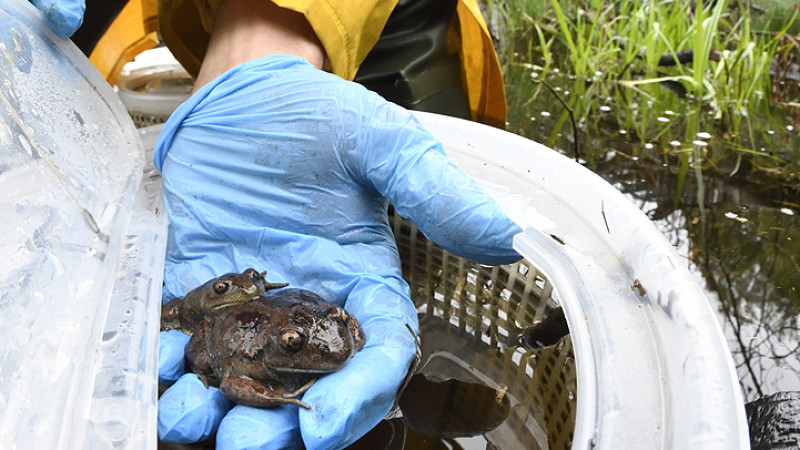 Spadefoot toads mating
