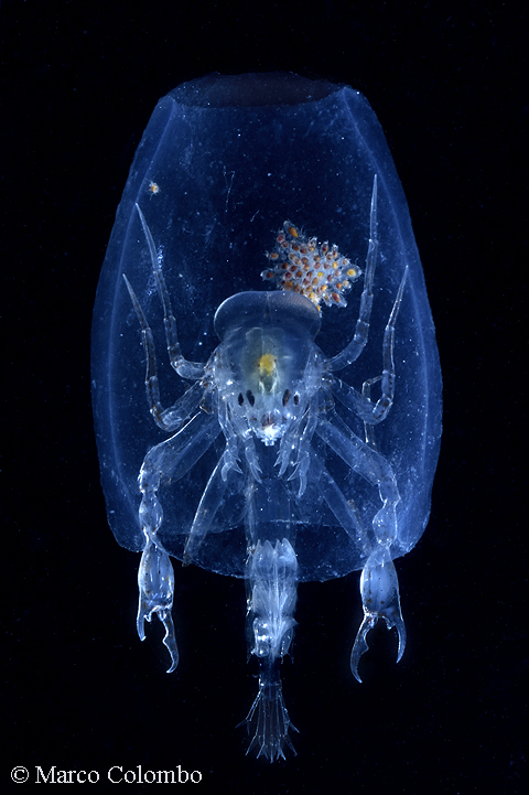 Scopri di più sull'articolo Fronima