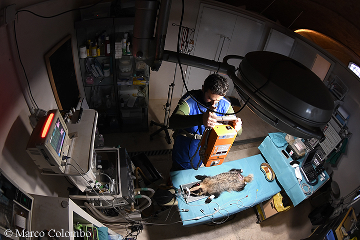 Read more about the article Badger