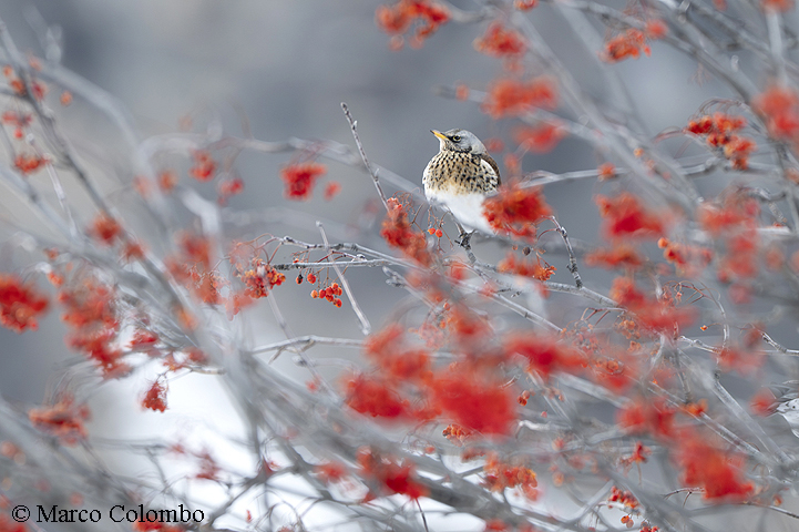Scopri di più sull'articolo Cesena