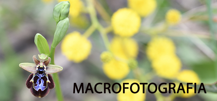 workshop macro
