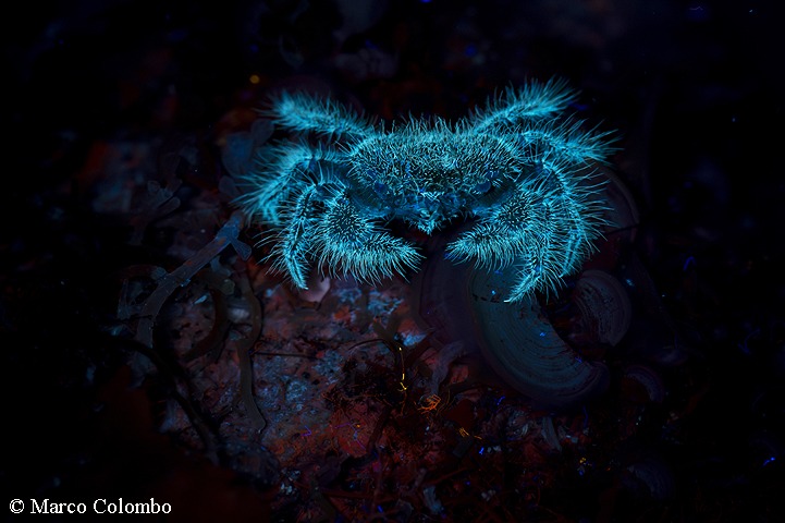 Read more about the article Hairy crab