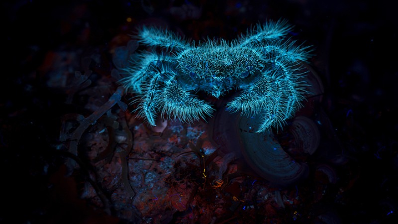 Pilumnus granchio luce uv