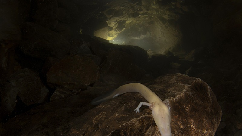 Proteus anguinus Proteus maurii