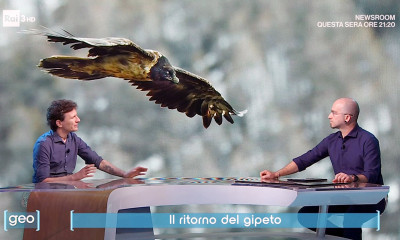 gipeto