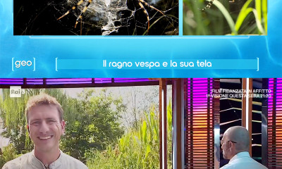 Argiope bruennichi