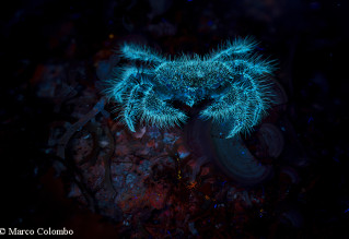 Pilumnus granchio luce uv