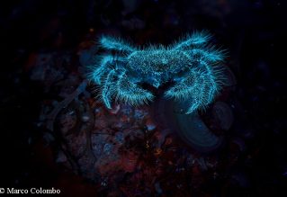 Pilumnus granchio luce uv