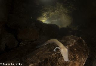 Proteus anguinus
