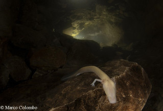 Proteus anguinus