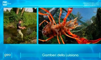 gambero_luisiana.jpg