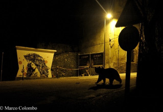 orso_conc2018