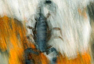 scorpio-1.jpg