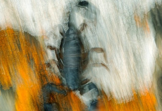 scorpio